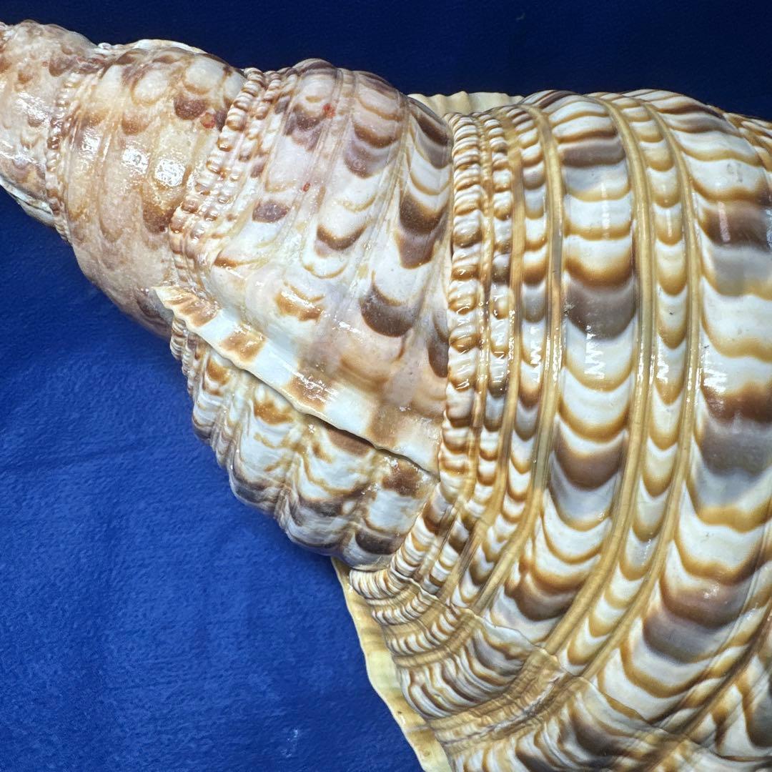 徳大法螺貝 ホラ貝 ほらがい 三伏 魔除け 熊よけ 極味の