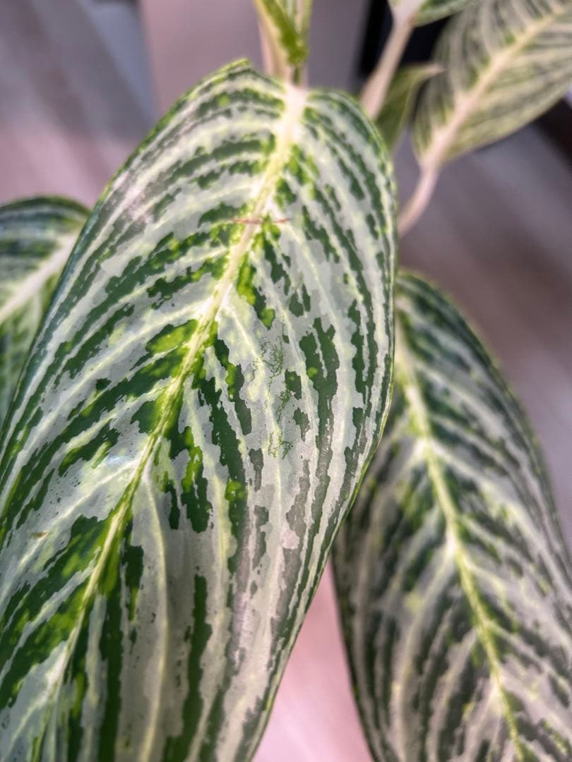 ✴︎Aglaonema 'stripes' curtisii×Manila✴︎子株有 - メルカリ