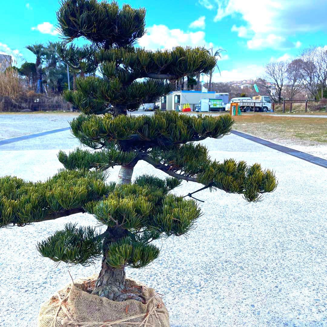 五葉松『全長約105㎝』引き取り限定。配達も可能。