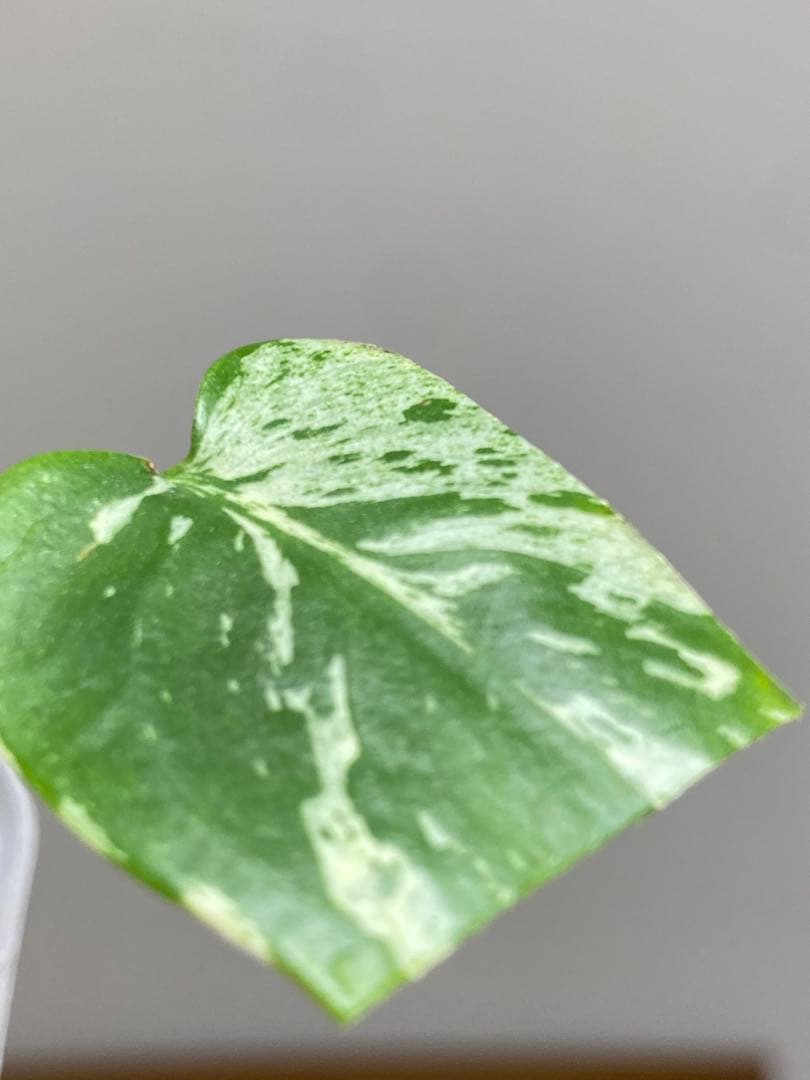 全葉斑入り‼️】モンステラ デリシオーサ バルバソー フシギダネ