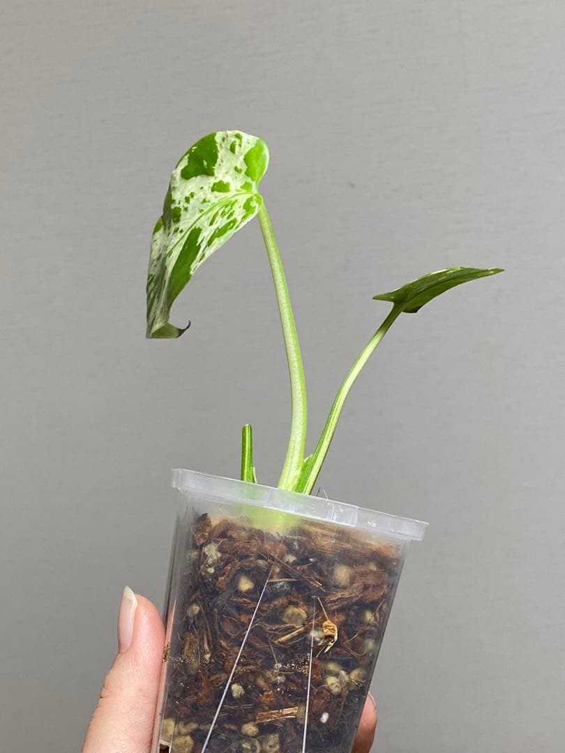 全葉斑入り‼️】モンステラ デリシオーサ バルバソー フシギダネ