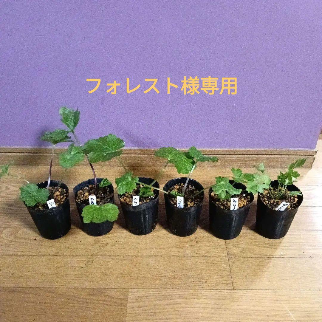 フォレスト様専用 ラナンキュラスラックス 芽出し苗 6種セット！⑧