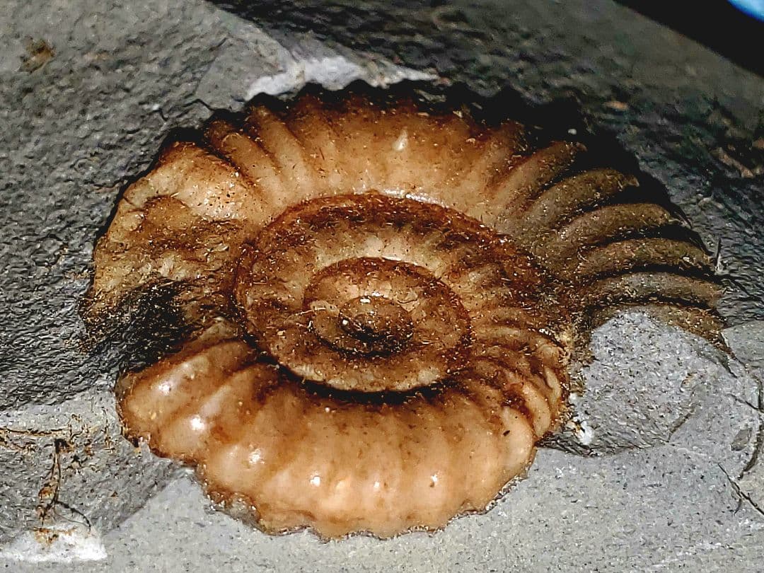 アンモナイト】ドイツ産 ジュラ紀 化石 ア21 - メルカリ