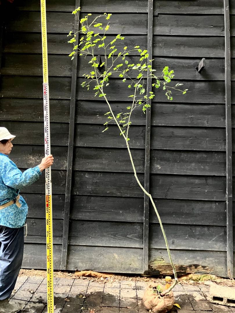 75 山採り　コハウチワカエデ 楽天市場】【現品】山採り【コハウチワカエデ】小羽団扇楓 株立ち 自然