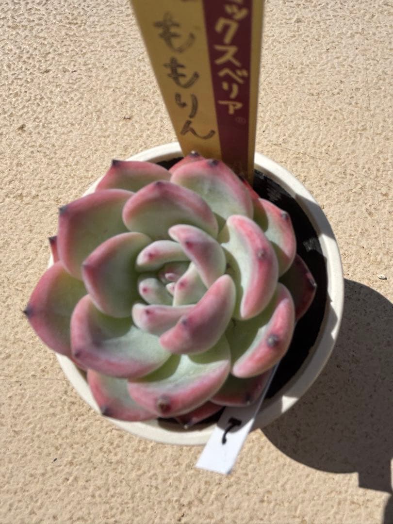 速達 多肉 ももりん ミックスベリア おらいさん苗 検) 青札 ざわわ