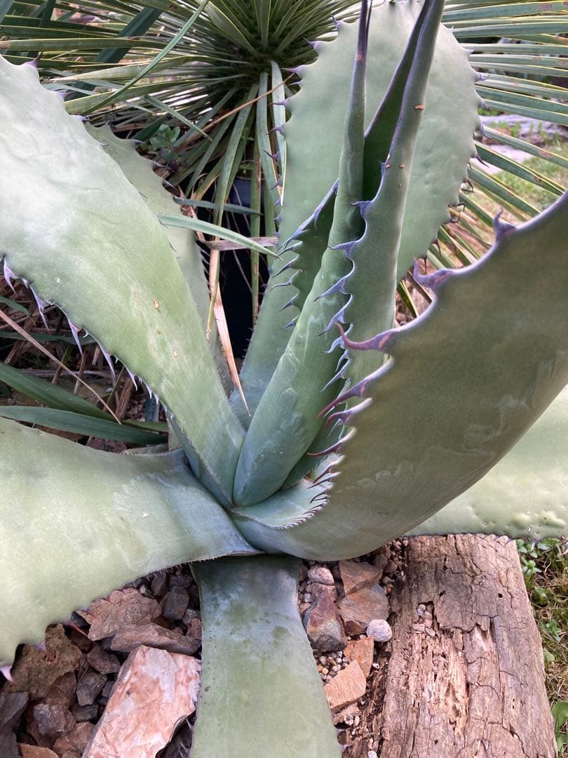 耐寒性アガベ サルミアナフェロックス大苗◇ドライガーデン多肉