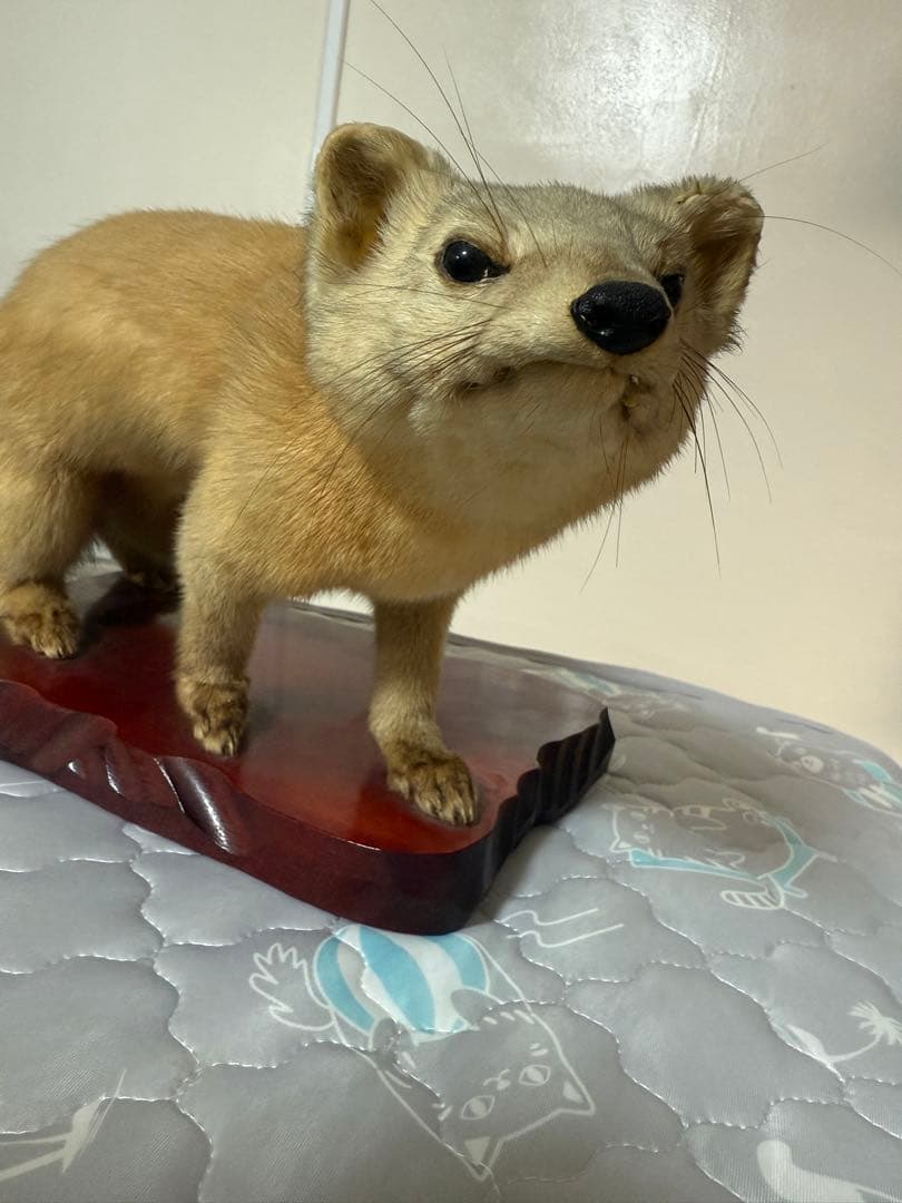 テン剥製 高圧蒸気滅菌装置｜タカゾノ｜Kenzクレーブ06｜中古医療機器の販売