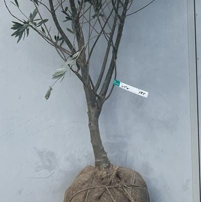 《現品》オリーブの木　シプレシーノ 樹高2.1ｍ（根鉢含まず）185【苗木/庭木