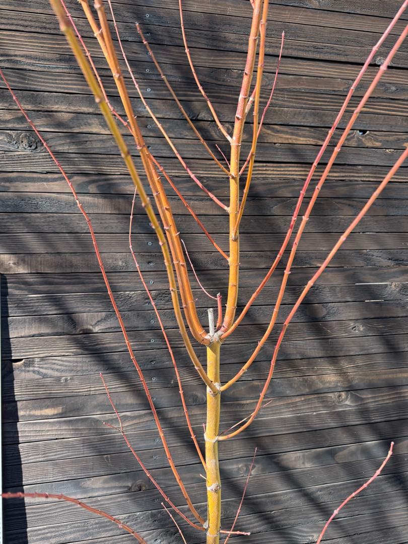 《桂紅葉》カツラモミジ/大株【現品発送】管理80047