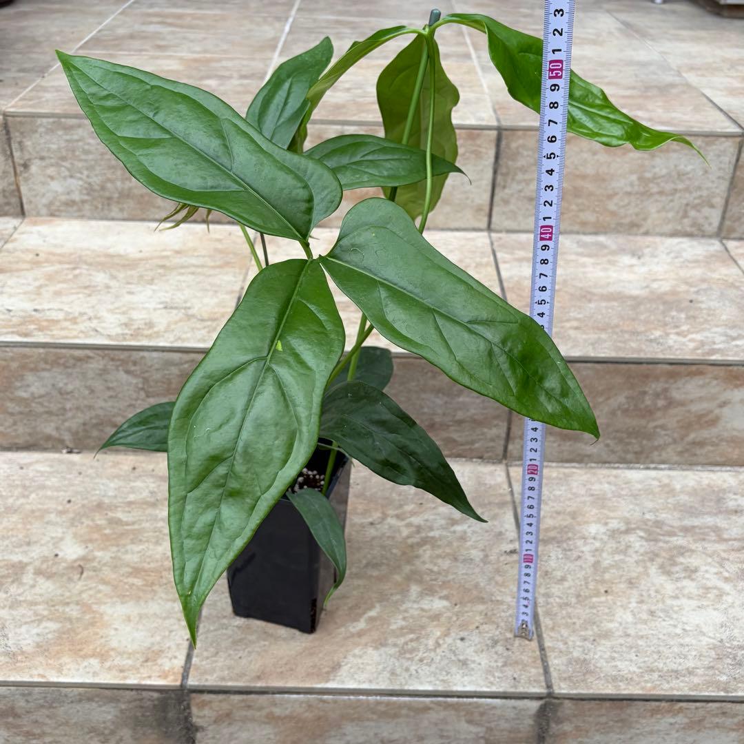 セール】アンスリウム カリブレイリー 約3.5号鉢 No.001 鉢、送料込