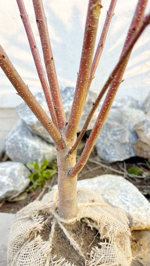 逸品。カツラ(桂)2.0M(鉢底から)品番B