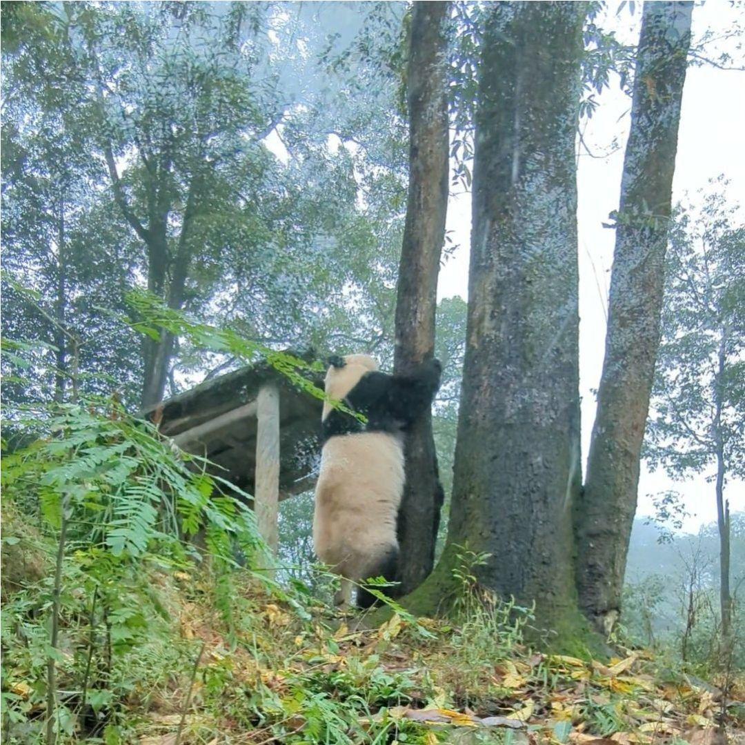 2歳シャンハロウィンコスチューム天使のハートのピンクおばけシャン