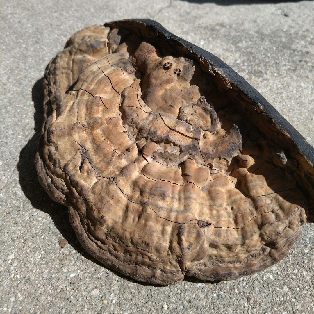 2点 サルノコシカケ科 猿の腰掛け さるのこしかけ 霊芝 漢方 - メルカリ