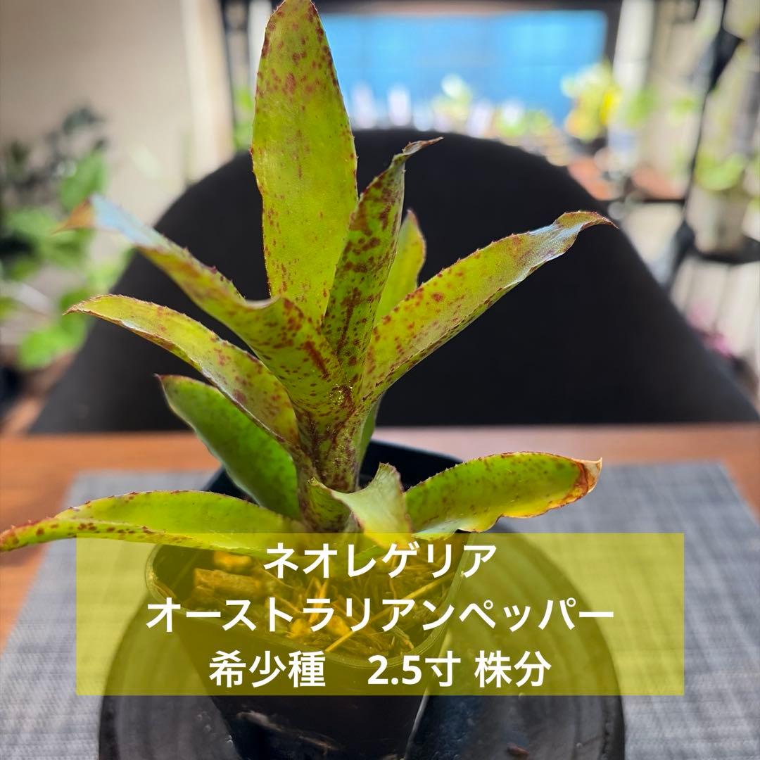 ネオレゲリア オーストラリアンペッパー 希少種 2.5寸 株分 - メルカリ
