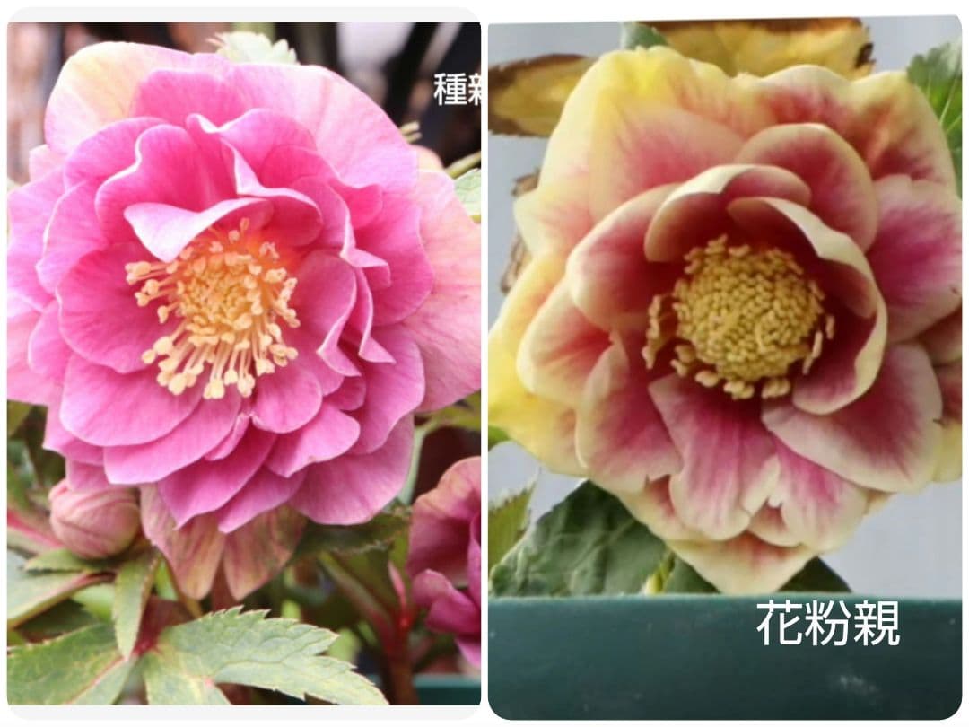 花菜様専用 クリスマスローズ種 7種類 - メルカリ