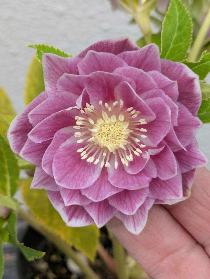 広瀬園芸 クリスマスローズ オーレア系 ピンクグラデーションdd