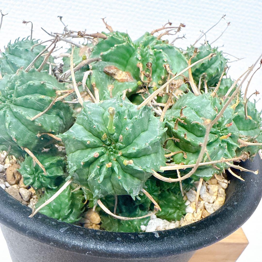 子吹きバリダ【モンスト】ユーフォルビア/綴化 オベサ ホリダ - メルカリ