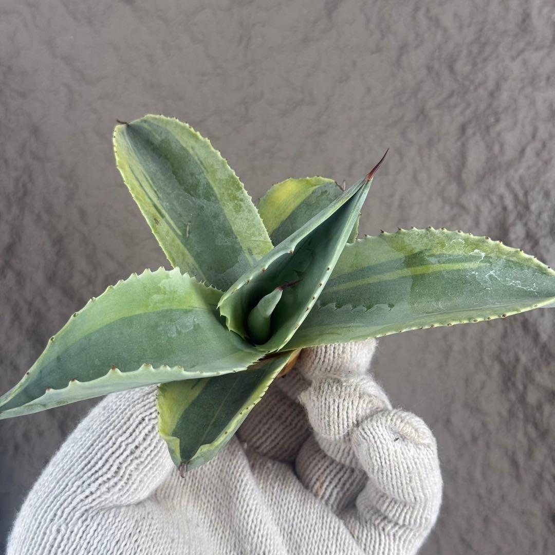 く*て様 【アガベ オバティフォリア“オルカ”】地植え/-18℃まで/極上　L2