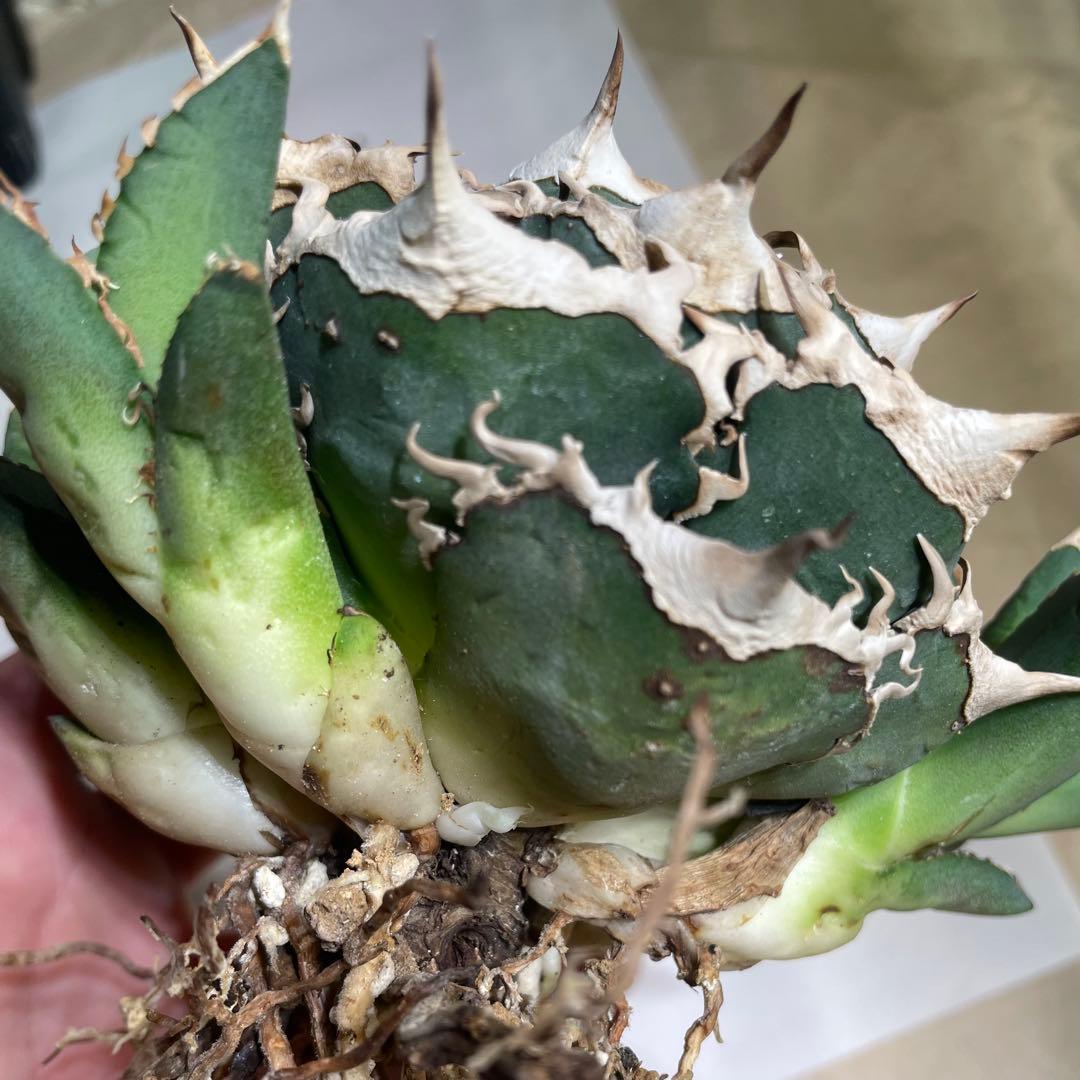 【清櫻】 Lize血統、OC直子、発根済み子株⑥