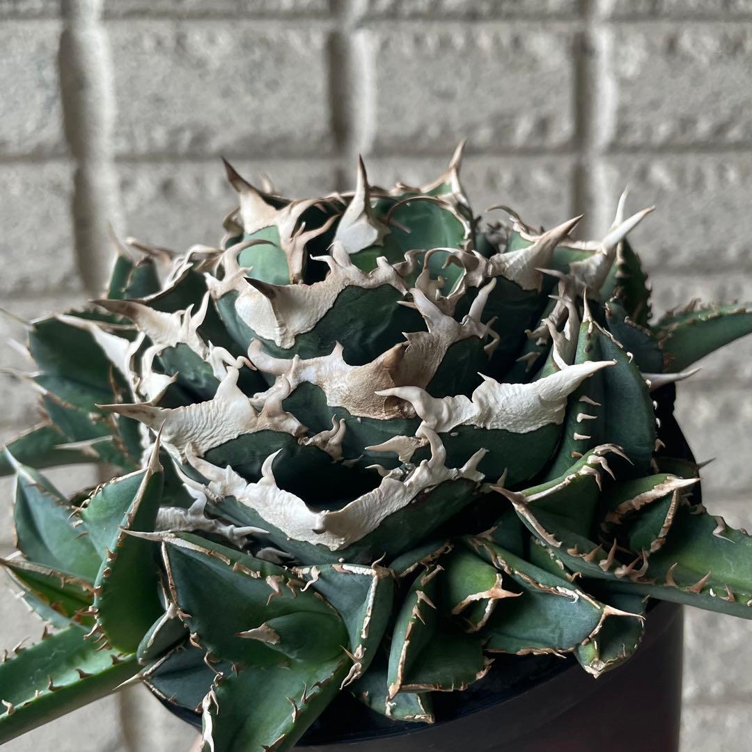 【清櫻】 Lize血統、OC直子、発根済み子株⑥