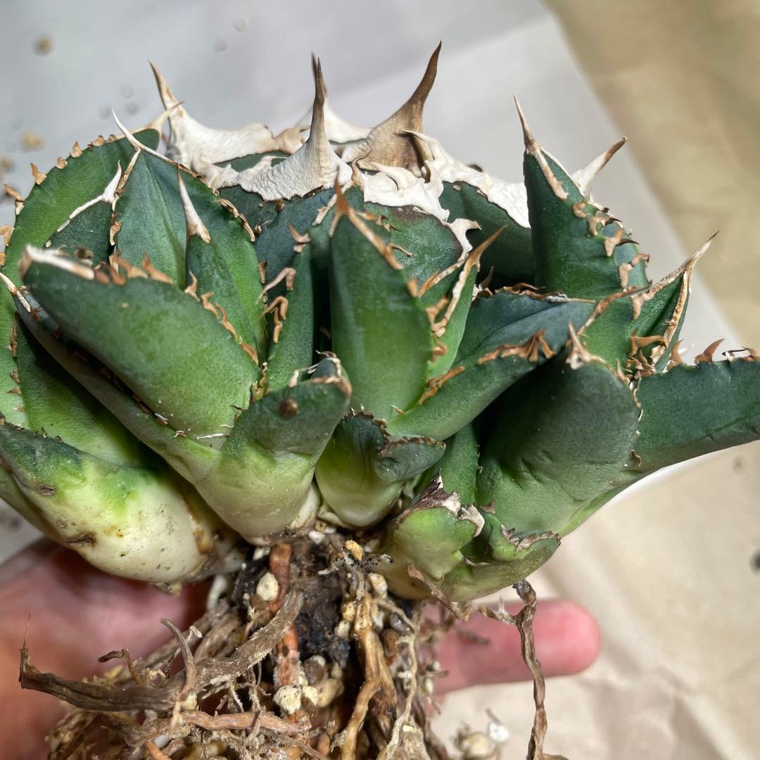 【清櫻】 Lize血統、OC直子、発根済み子株⑥