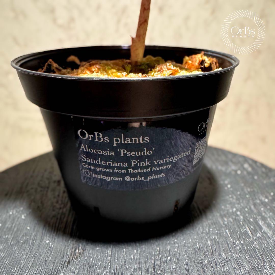 芋から育成】アロカシア プセウド サンデリアーナ ピンク斑入り 美斑