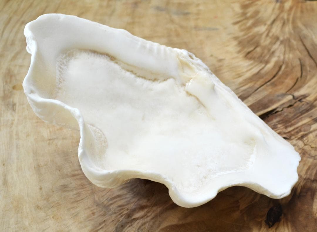 大きめのシャコ貝　シャコガイ　30×21×14cm 3.6kg 八重山