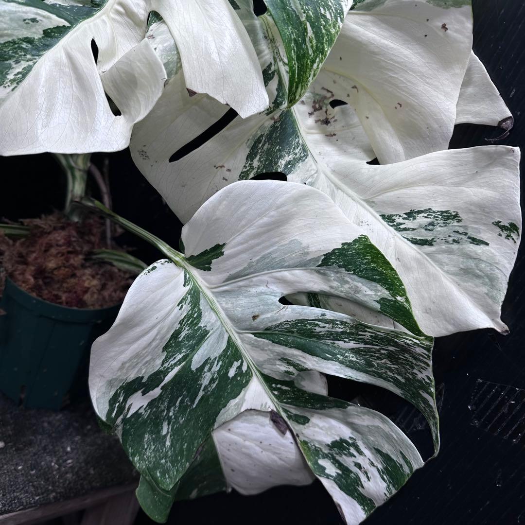 斑入りモンステラ ホワイトタイガー極美大株61cm白斑多 - メルカリ
