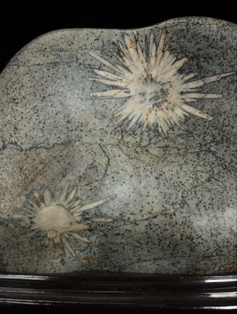 菊花石 紋石 台座付 1.7kg 鑑賞石 原石 自然石 美石 水石 盆石 飾石