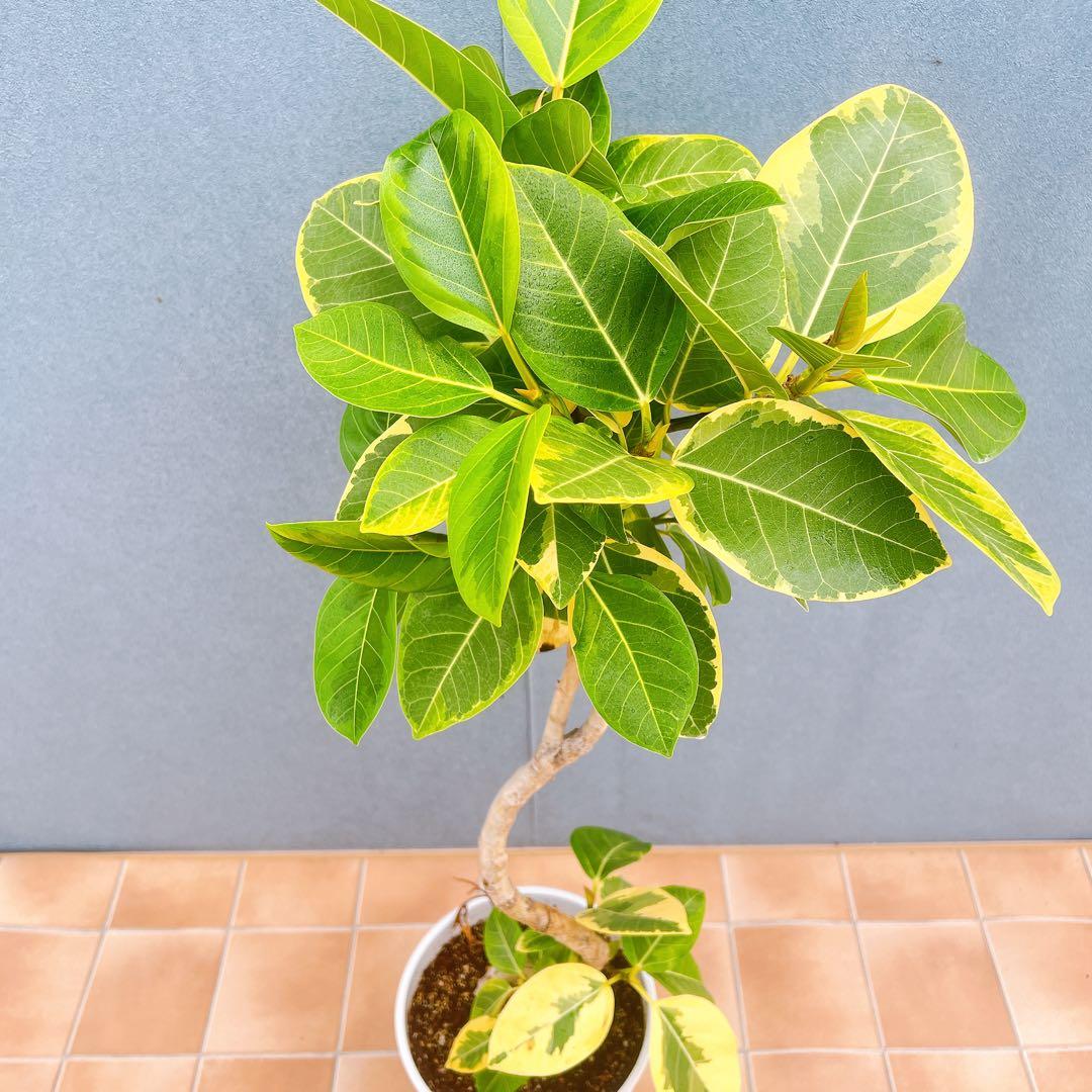 現品 フィカス ゴムの木 アルテシマ 曲り 25番 インテリアグリーン