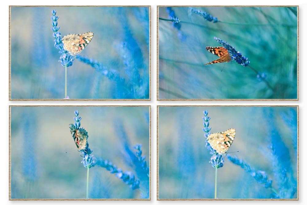 蝶とラベンダーのアート作品　高解像度写真 2Ｌ判写真　4枚　セート 楽天市場】蝶 アートポスター 変容 シンボル 自然 美 装飾 デザイン