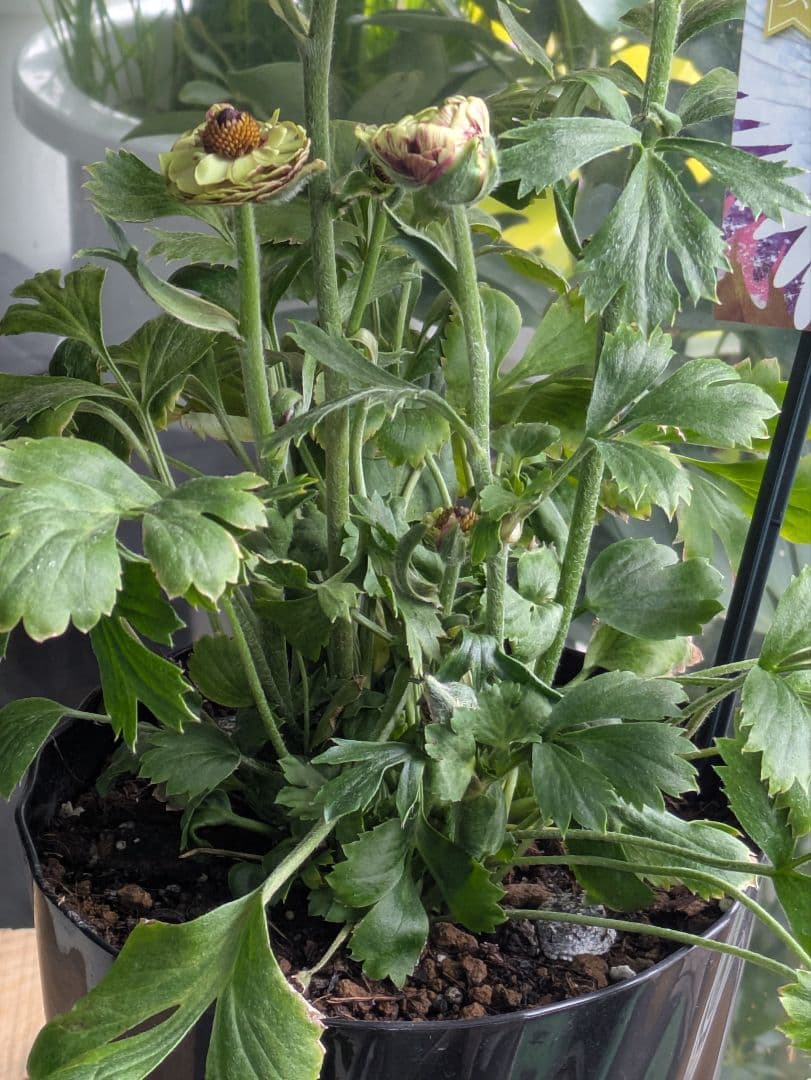 ♡みあり様♡13周年感謝価格✨✨