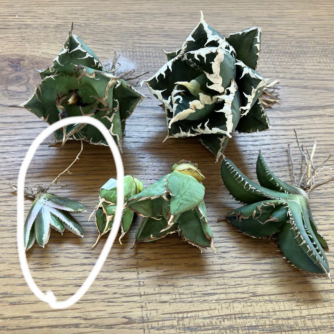 G*n様 希少【週末オークション】②匿名配送　アガべ　豆豆龍錦　覆輪斑　TC