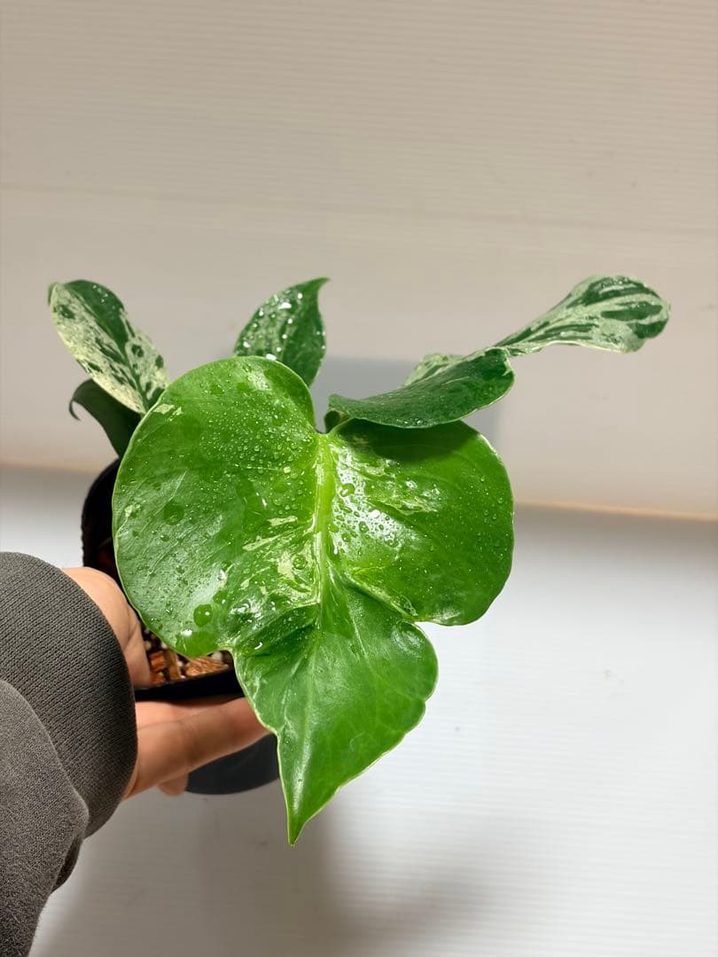 ☆美株☆ モンステラ バルバソー バルバソウル フシギダネ - メルカリ