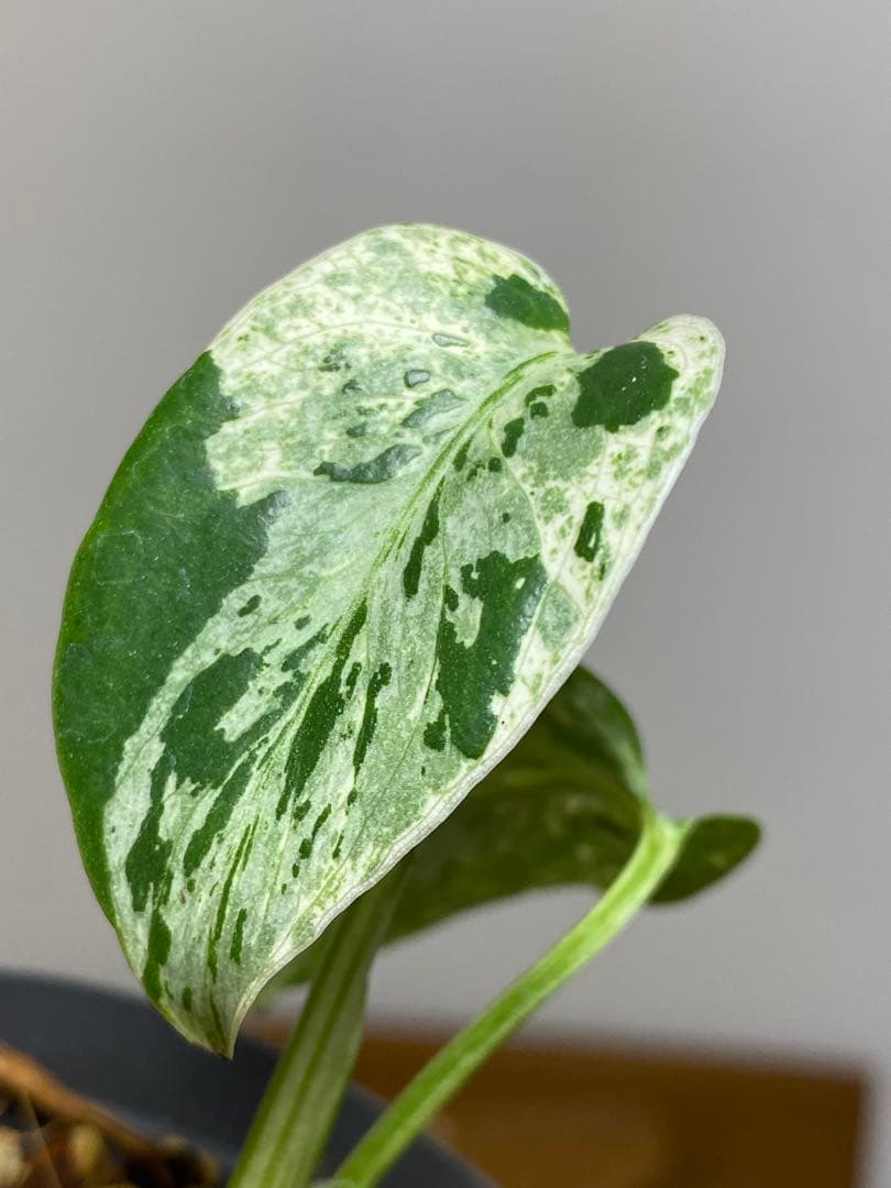 将来有望株‼️】モンステラ デリシオーサ バルバソー フシギダネ