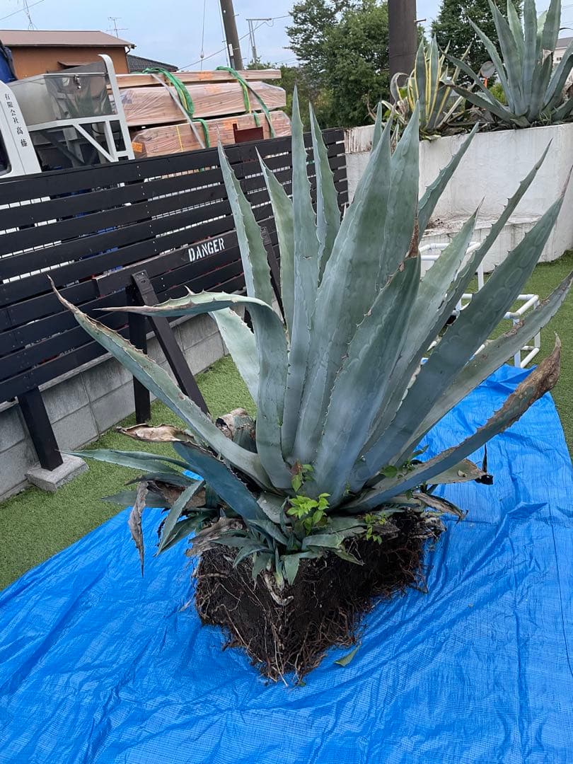 巨大アガベ　引き取り配送可能 巨大アガベ 引き取り配送可能 | 激安通販のイーサプライ