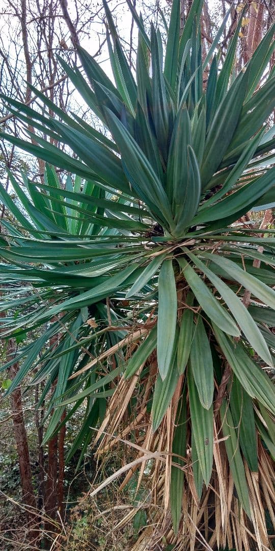 アツバキミガヨラン