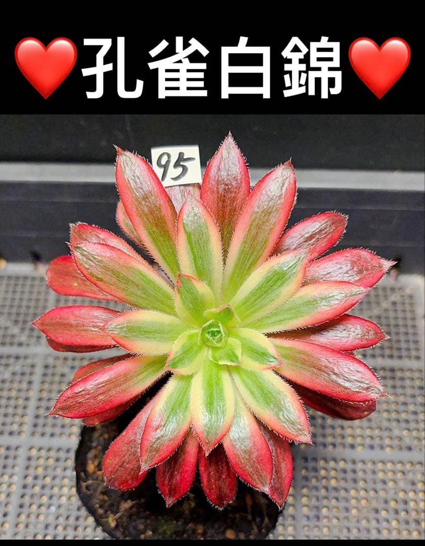 31#多肉植物アエオニウム錦❤️孔雀白錦❤️1大頭15cm拔き苗 - メルカリ
