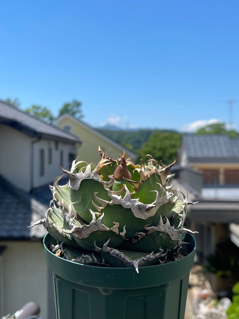 アガベ チタノタ 金剛 - メルカリ