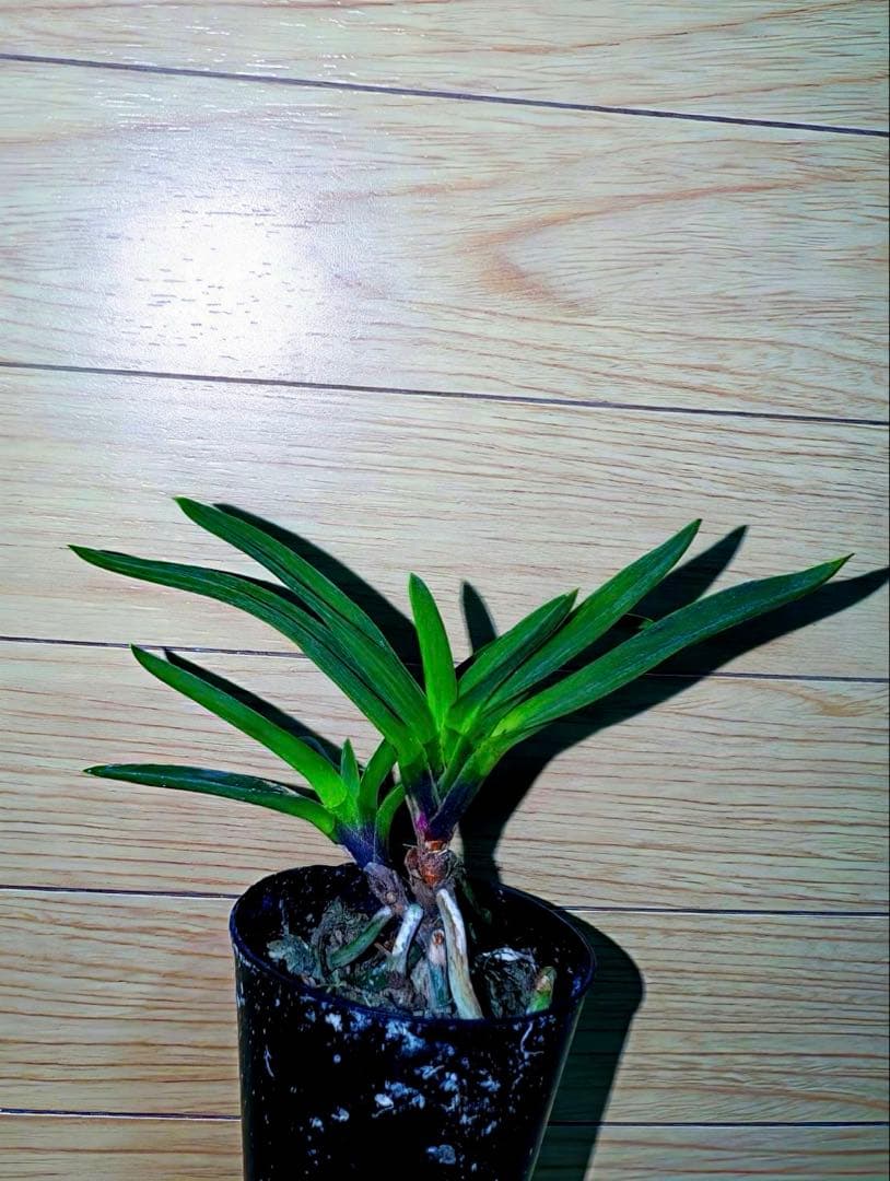 富貴蘭「恋心」素地羅紗葉に縞の超多色花品（ラスト品）