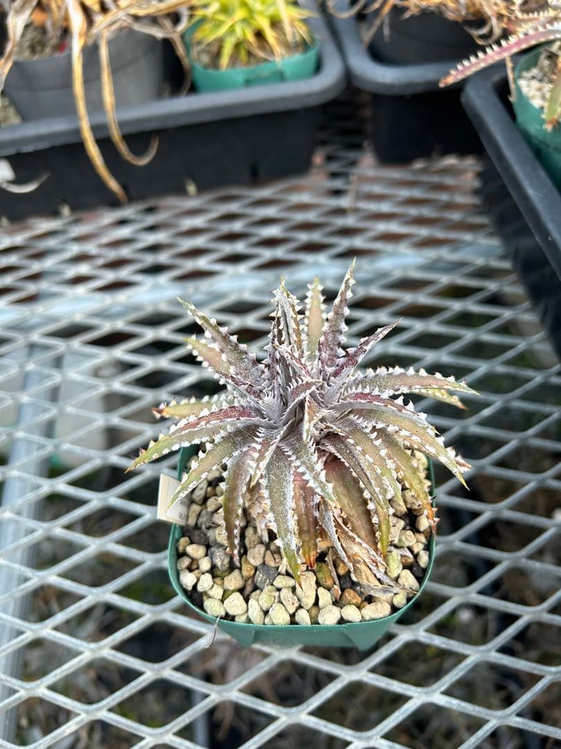 DBディッキア Dyckia Bill Baker hybrid #226 - メルカリ