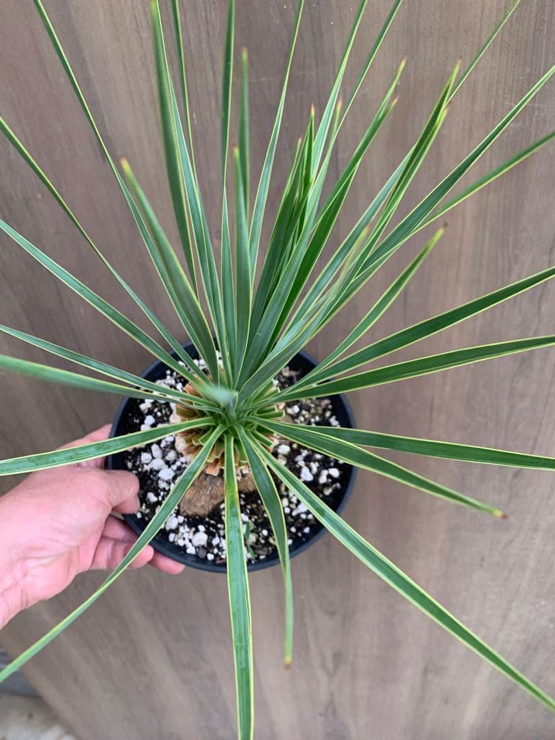 ユッカ・ロストラータ斑入り 覆輪 幹上がり‼️ - メルカリ