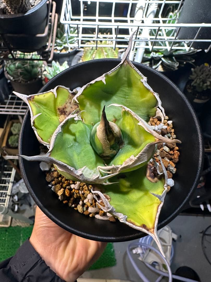 【唯一無二　国内オテロイ実生　超肉厚広バンド　胴切り天芽の出品】チタノタ アガベ