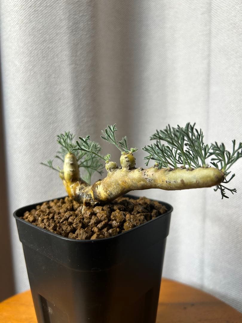 良型発根3サルコカウロン ムルチフィズム モンソニア ムルチフィダ