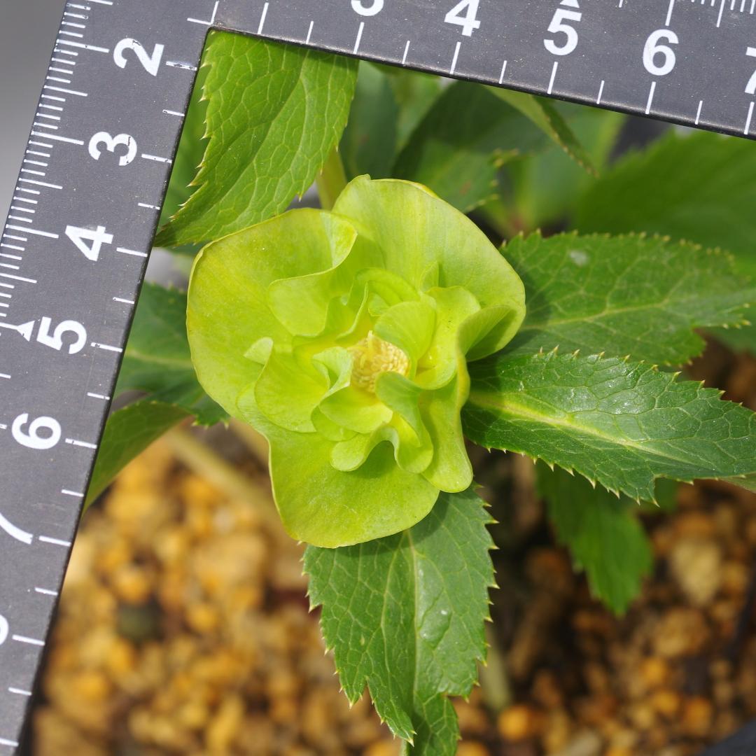 A様7482 認定！メロンゴールド クリスマスローズ開花 加藤農園 - メルカリ