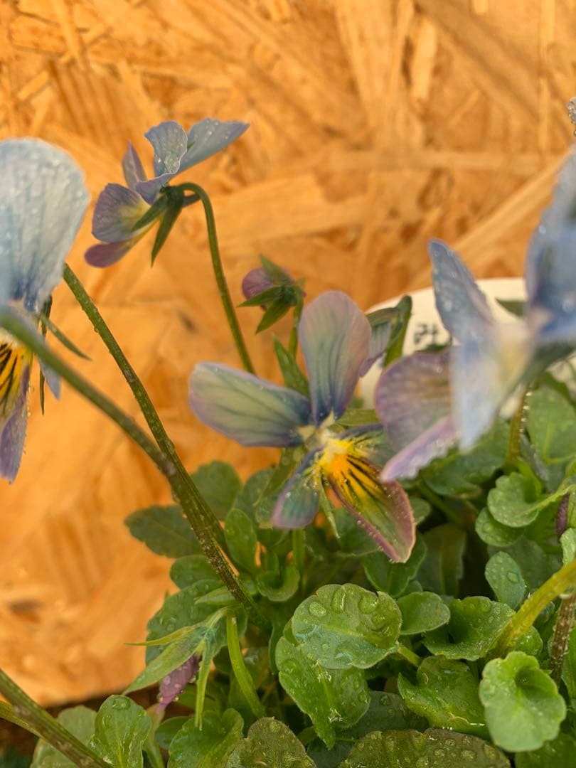 すみれ図鑑　1苗　no I