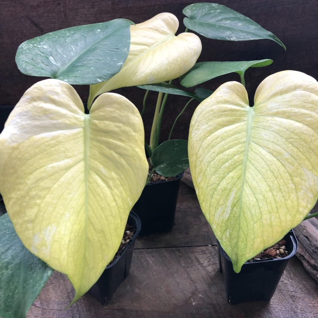 ☆ポットごと♡ホワイトモンスター♡モンステラ♡希少♡観葉植物