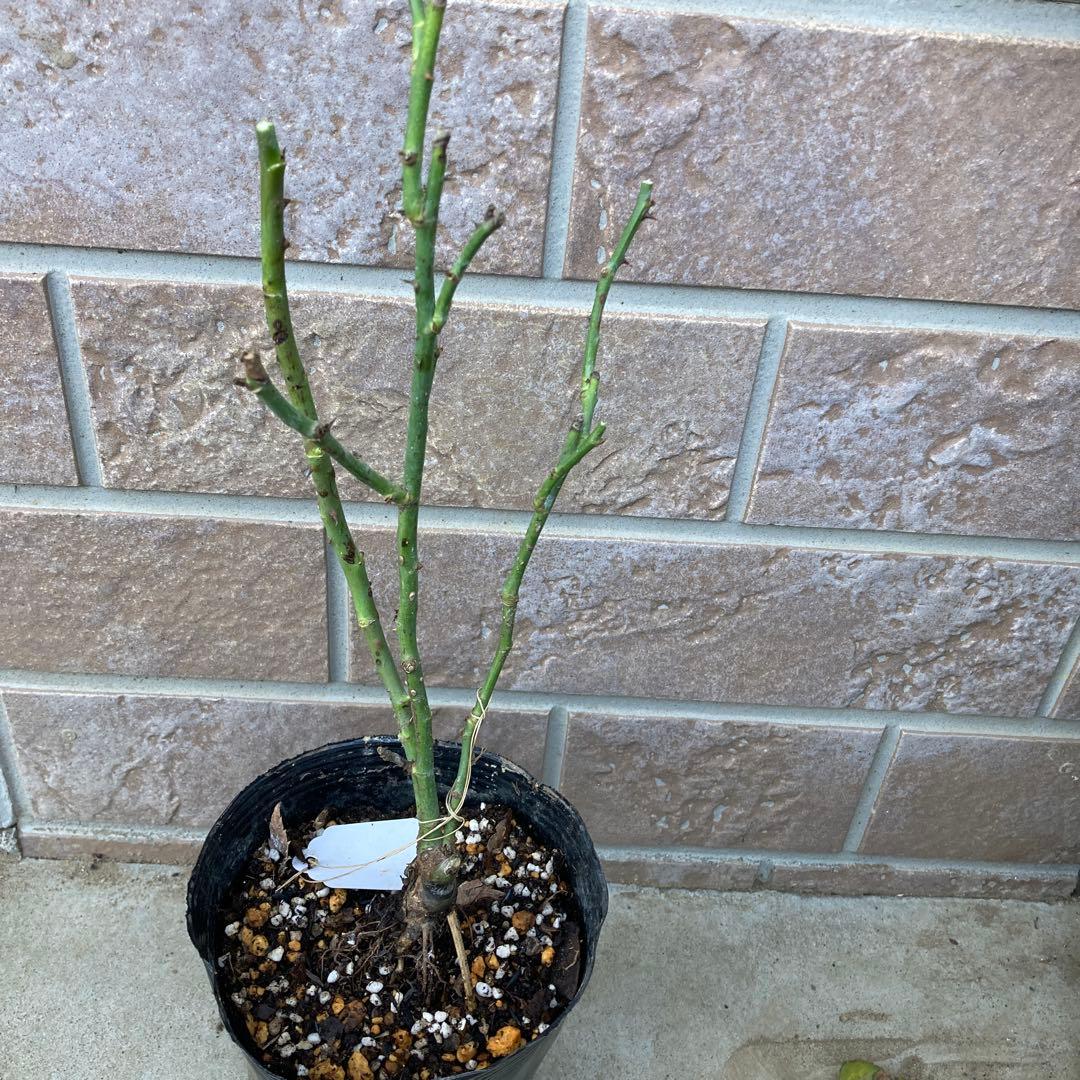 バラ苗 切りバラ苗 Stanl♡y Abb♡y Rose 苗e - メルカリ