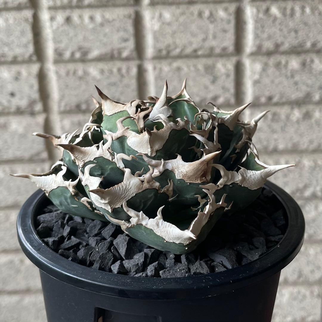 【清櫻】 Lize血統、OC直子、発根済み子株②