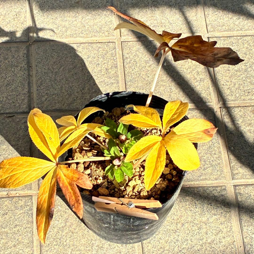 ぱ*こ様 ☘️蕾付き☘️極上☘️3391⭐️小輪⭐️ ハートSD⭐️オーレア⭐️